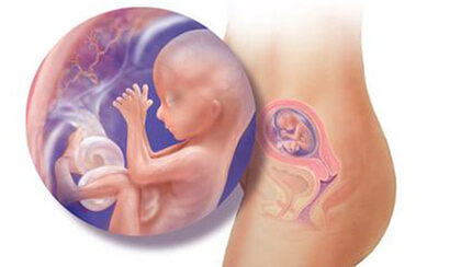 Quá trình phát triển của thai nhi trong bụng mẹ tuần 16