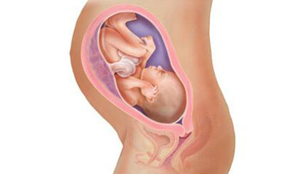 Quá trình phát triển của thai nhi trong bụng mẹ tuần 32