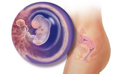 Quá trình phát triển của thai nhi trong bụng mẹ tuần 8
