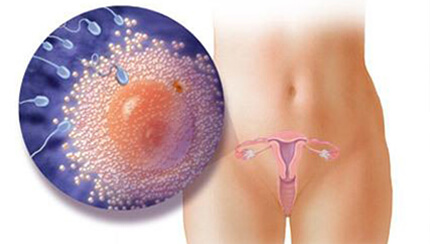 Quá trình phát triển của thai nhi trong bụng mẹ tuần 1-2