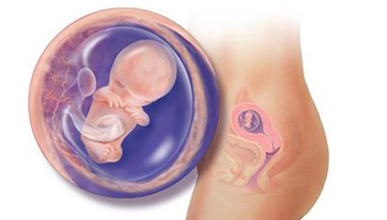Quá trình phát triển của thai nhi trong bụng mẹ tuần 10