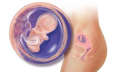 Quá trình phát triển của thai nhi trong bụng mẹ tuần 11