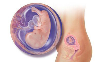 Quá trình phát triển của thai nhi trong bụng mẹ tuần 12