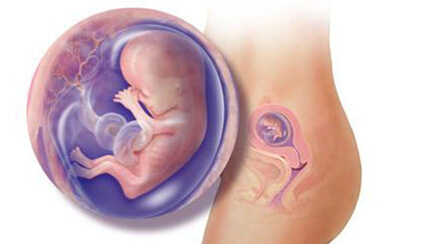 Quá trình phát triển của thai nhi trong bụng mẹ tuần 13
