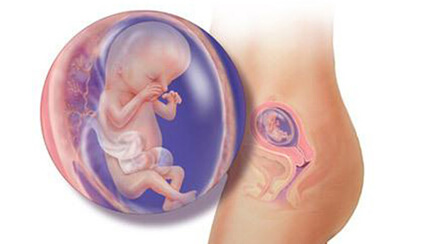 Quá trình phát triển của thai nhi trong bụng mẹ tuần 14