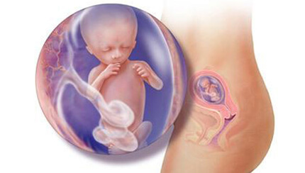 Quá trình phát triển của thai nhi trong bụng mẹ tuần 15