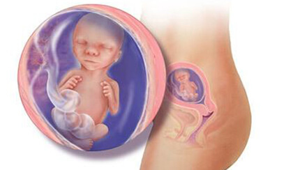 Quá trình phát triển của thai nhi trong bụng mẹ tuần 17