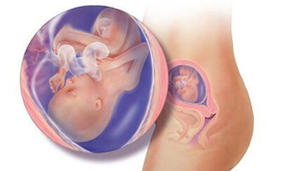 Quá trình phát triển của thai nhi trong bụng mẹ tuần 18