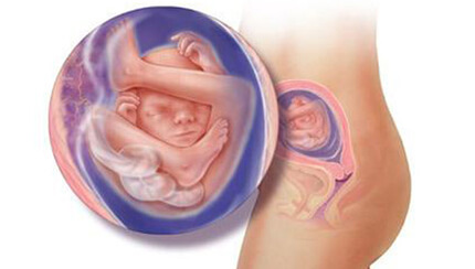 Quá trình phát triển của thai nhi trong bụng mẹ tuần 19