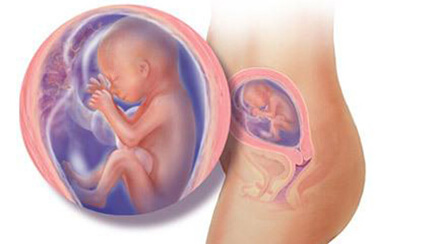 Quá trình phát triển của thai nhi trong bụng mẹ tuần 20