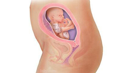 Quá trình phát triển của thai nhi trong bụng mẹ tuần 21