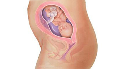 Quá trình phát triển của thai nhi trong bụng mẹ tuần 22