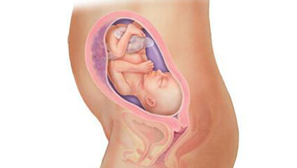 Quá trình phát triển của thai nhi trong bụng mẹ tuần 25