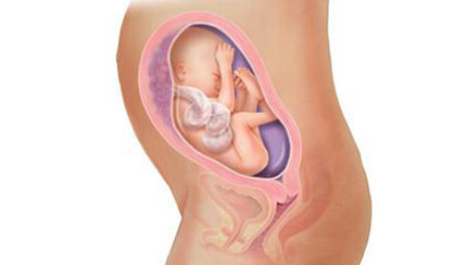 Quá trình phát triển của thai nhi trong bụng mẹ tuần 26