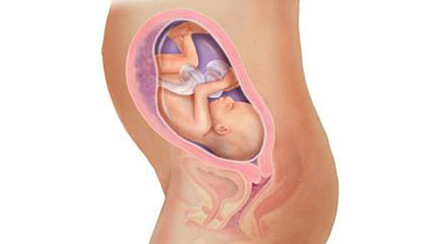 Quá trình phát triển của thai nhi trong bụng mẹ tuần 27