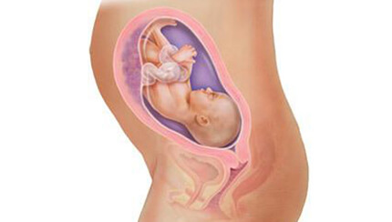 Quá trình phát triển của thai nhi trong bụng mẹ tuần 28