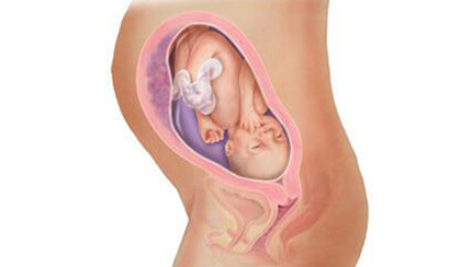 Quá trình phát triển của thai nhi trong bụng mẹ tuần 29