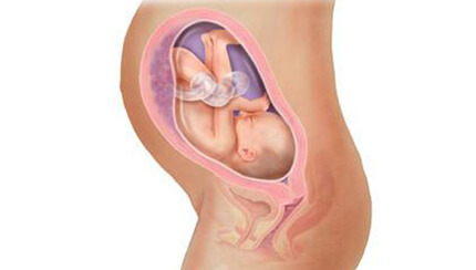 Quá trình phát triển của thai nhi trong bụng mẹ tuần 30