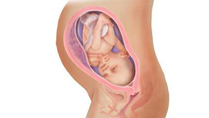 Quá trình phát triển của thai nhi trong bụng mẹ tuần 31