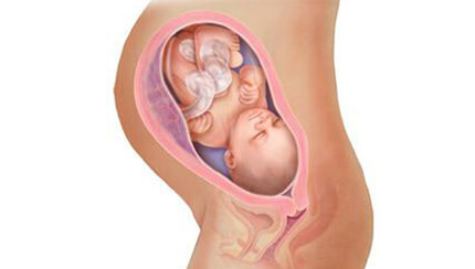 Quá trình phát triển của thai nhi trong bụng mẹ tuần 33
