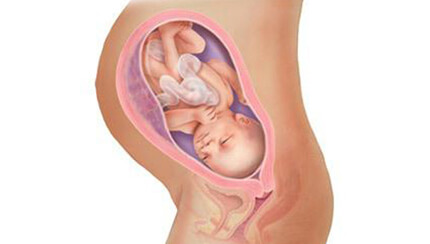 Quá trình phát triển của thai nhi trong bụng mẹ tuần 34
