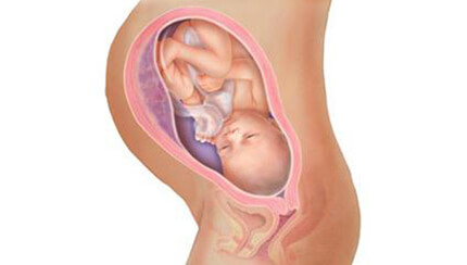 Quá trình phát triển của thai nhi trong bụng mẹ tuần 35