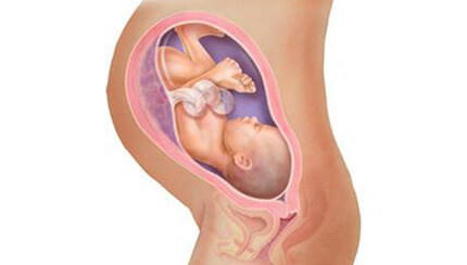 Quá trình phát triển của thai nhi trong bụng mẹ tuần 36