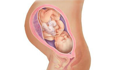Quá trình phát triển của thai nhi trong bụng mẹ tuần 37