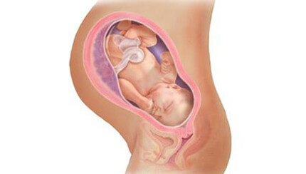 Quá trình phát triển của thai nhi trong bụng mẹ tuần 38