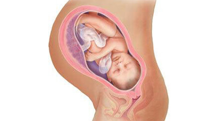 Quá trình phát triển của thai nhi trong bụng mẹ tuần 39