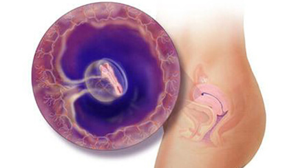 Quá trình phát triển của thai nhi trong bụng mẹ tuần 5