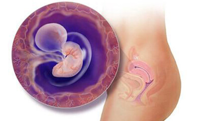 Quá trình phát triển của thai nhi trong bụng mẹ tuần 6