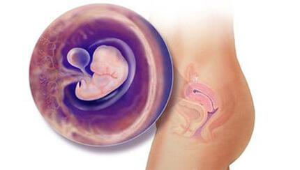Quá trình phát triển của thai nhi trong bụng mẹ tuần 7