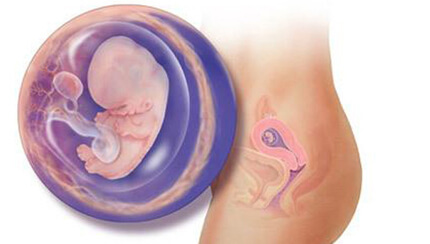 Quá trình phát triển của thai nhi trong bụng mẹ tuần 9